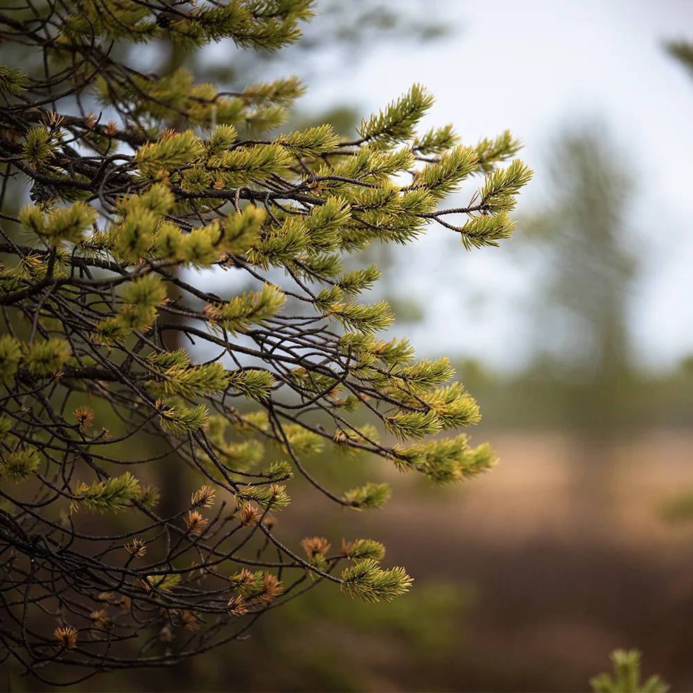 Landskapsbild kopplad till ansvarsfullt arbete
