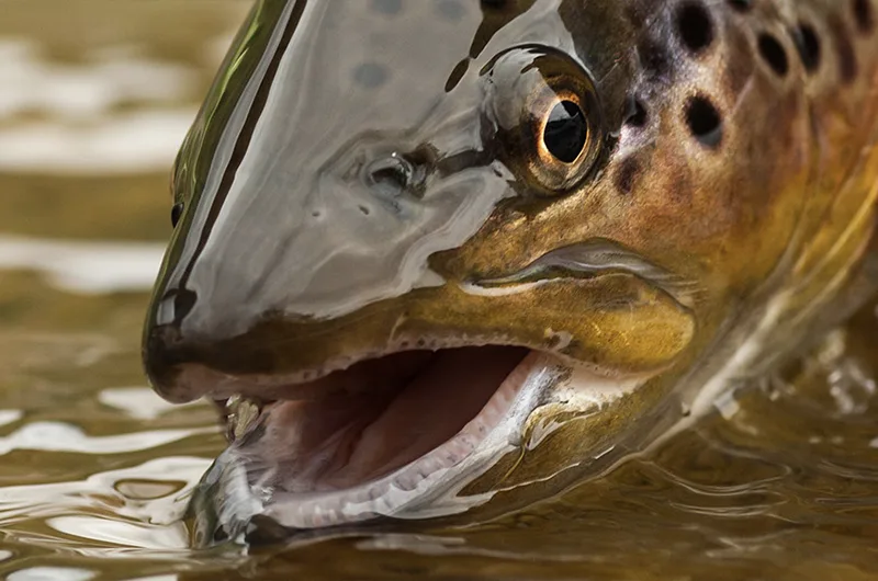 Strömvattenmiljö vid Kuusinkijoki