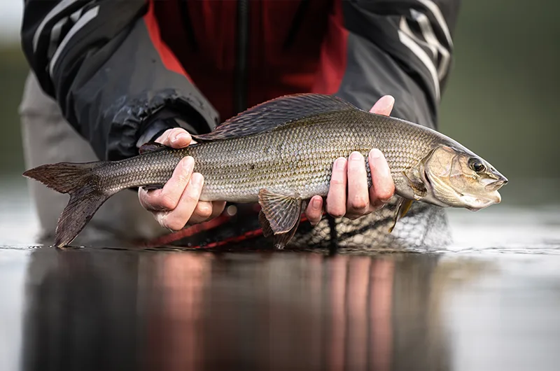 Bild från Kuusinkijoki kuntoon-projektet