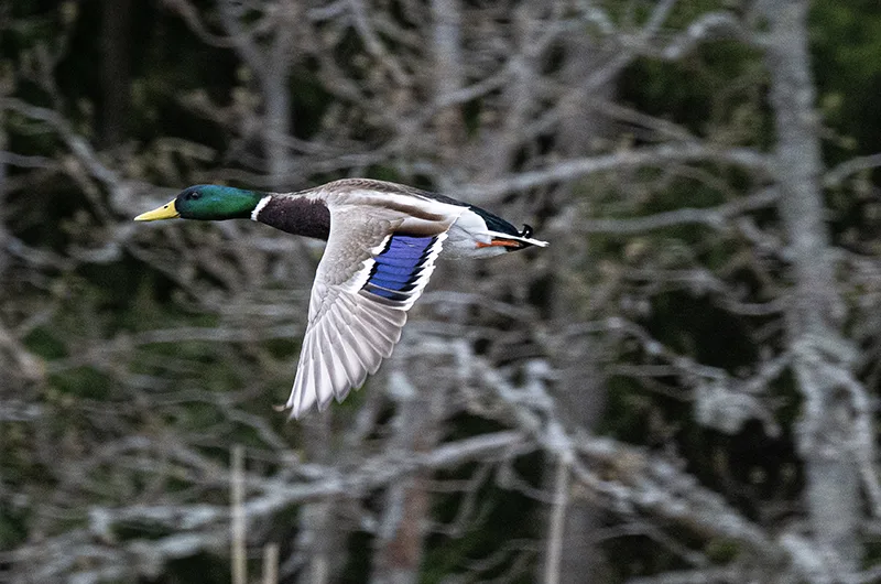 Stämningsbild om alternativa materialval