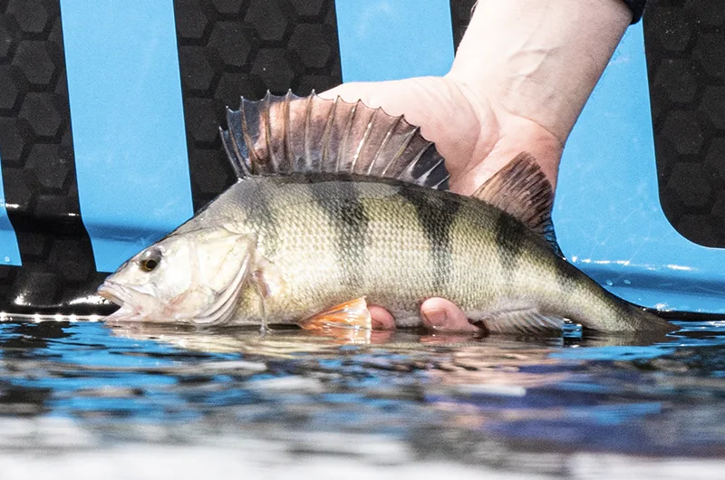 Bild kopplad till ansvarsfullt fiske