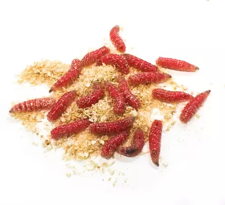 Kärpäsentoukka Punainen - Livsmete - 7340010384640 - 1