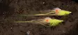 Ahrex NS150 Curved Shrimp - Saltvattenkrokar - ns15010 - 4