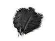 Frödinflies SNS Ostrich Hackles - Övriga fjädrar - 40404503020 - 7
