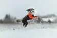 Non-stop Dogwear Protector Suit F Orange/Black - Hundjackor och -västar - 7071652045230 - 6