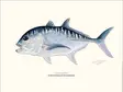 Sakke Yrjölä 30x40cm -juliste Giant Trevally GT - Trycksaker - 6430048501100 - 1