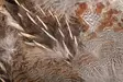 Wapsi #1 Hungarian Partridge Skin - Skinn, vingar och huvud - 762820008690 - 2