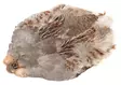 Wapsi #1 Hungarian Partridge Skin - Skinn, vingar och huvud - 762820008690 - 1