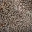 Wapsi #1 Hungarian Partridge Skin - Skinn, vingar och huvud - 762820008690 - 3