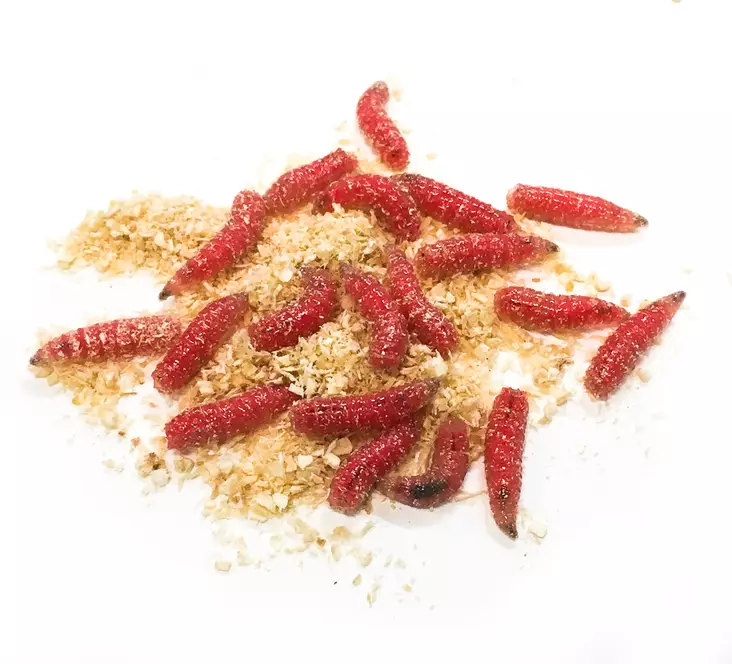 Kärpäsentoukka Punainen - Livsmete - 7340010384640 - 1