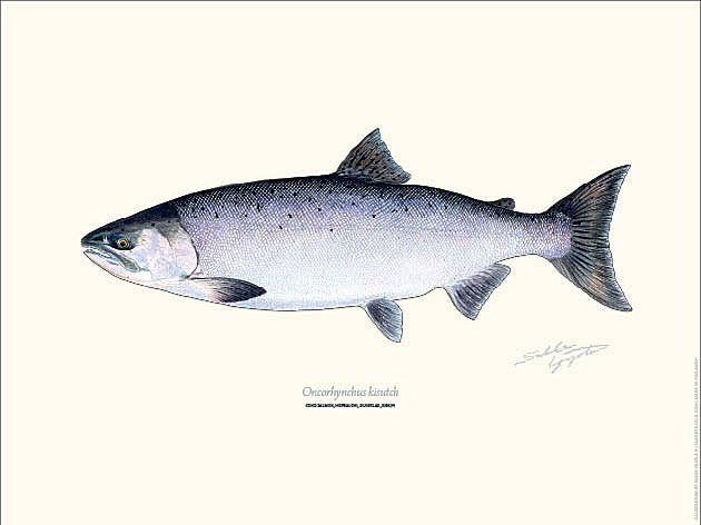 Sakke Yrjölä 30x40cm -juliste Hopealohi - Trycksaker - 6430048501070 - 1