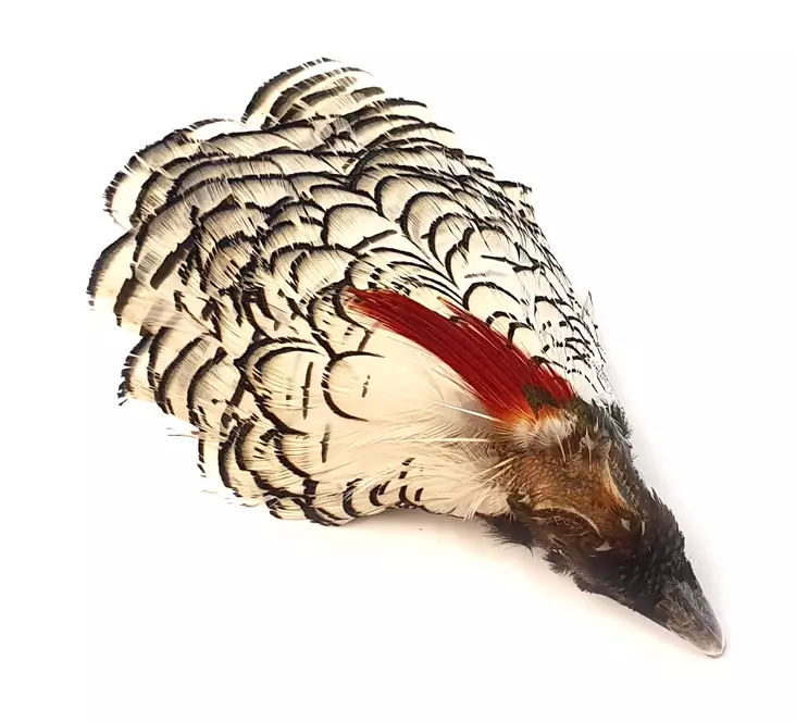 Veniard Amherst Pheasant Head No.1 - Skinn, vingar och huvud - 5056304600007 - 1