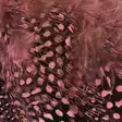 Strung Guinea Feathers - Övriga fjädrar - 40400400041 - 4