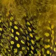 Strung Guinea Feathers - Övriga fjädrar - 40400400041 - 18