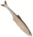 Sewro Custom Bait - Bleak Natural 12cm - Lappfiskarjiggar - 3005202131 - 6