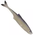 Sewro Custom Bait - Bleak Natural 12cm - Lappfiskarjiggar - 3005202131 - 1