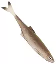 Sewro Custom Bait - Bleak Natural 12cm - Lappfiskarjiggar - 3005202131 - 4