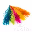 Peacock Eye Feathers - Övriga fjädrar - 40450300001 - 3