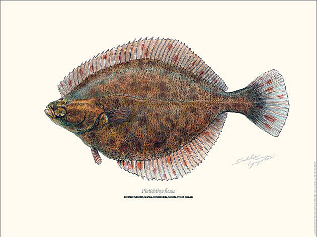 Sakke Yrjölä Juliste 30x40cm Kampela - Trycksaker - 6430048501131 - 1