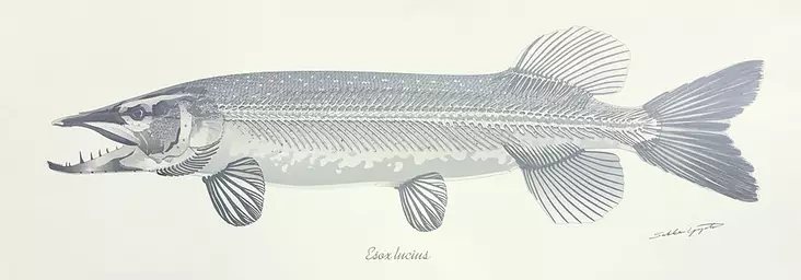 Sakke Yrjölä Poster 35*100cm Pike Skeleton White - Trycksaker - 6430048501261 - 1