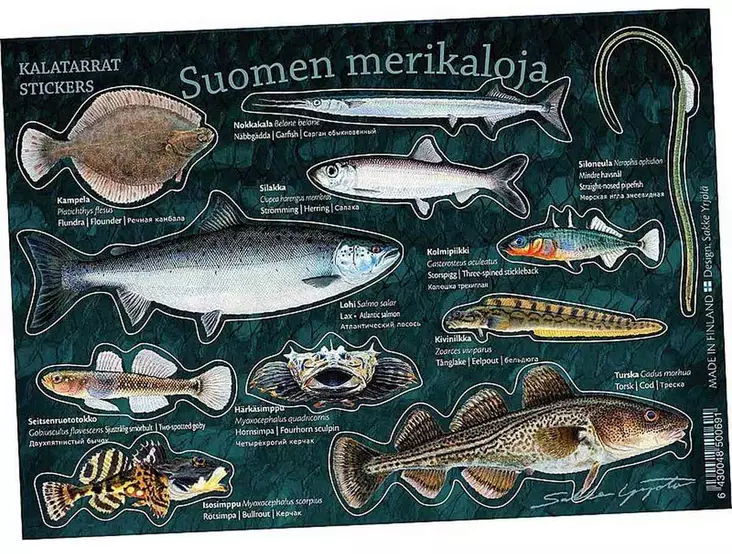 Suomen merikaloja - Kalatarrat - Trycksaker - 6430048500691 - 1
