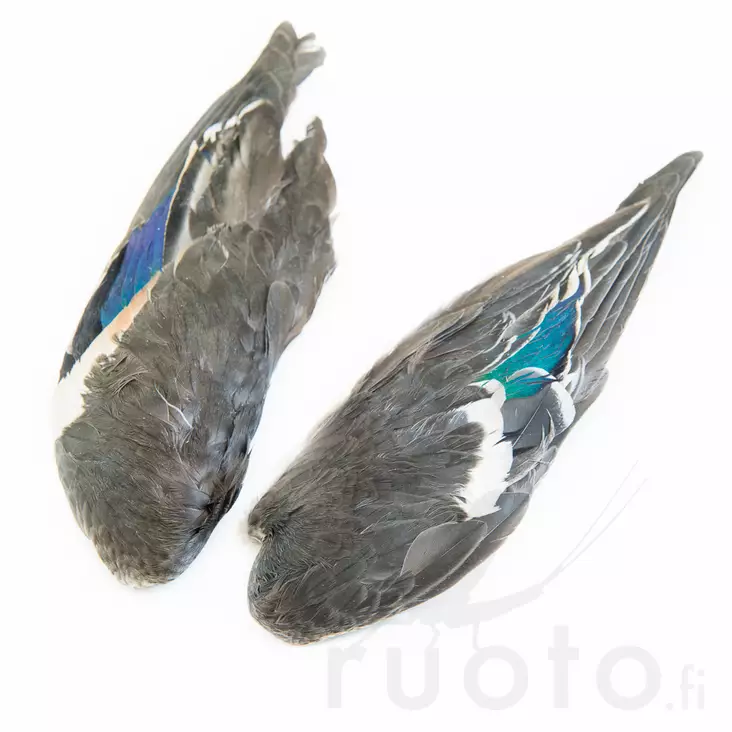 Teal Duck Wings - Skinn, vingar och huvud - 5056304604685 - 1