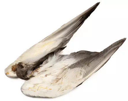 Veniard Mallard Duck Wings - Skinn, vingar och huvud - 5056304601943 - 2