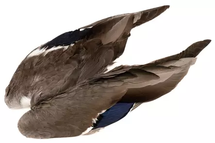 Veniard Mallard Duck Wings - Skinn, vingar och huvud - 5056304601943 - 1