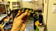 Polarbite Gamma Shad - Gummibeterna för gädda - 14012022 - 20