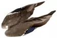 Veniard Mallard Duck Wings - Skinn, vingar och huvud - 5056304601943 - 1