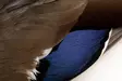 Veniard Mallard Duck Wings - Skinn, vingar och huvud - 5056304601943 - 3