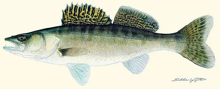 Sakke Yrjölä 50x23cm -juliste Kuha - Trycksaker - 6430048500332 - 1