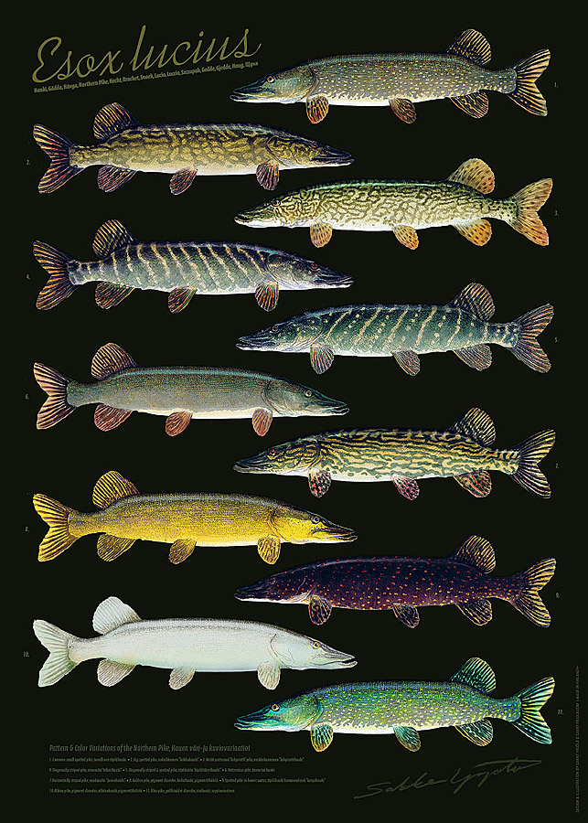 Sakke Yrjölä Hauen Variaatiot Suomessa -juliste - Trycksaker - 6430048501742 - 1