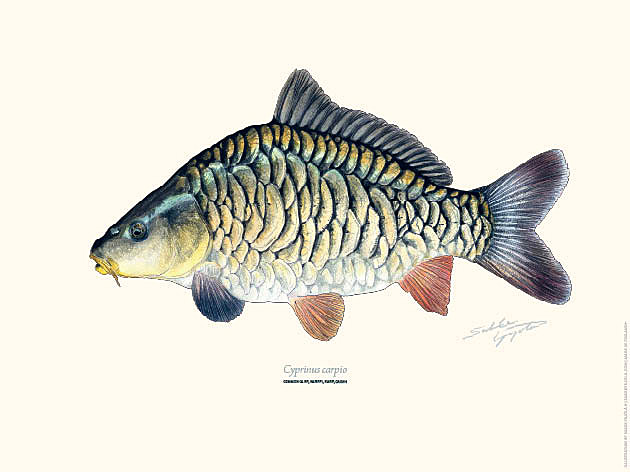 Sakke Yrjölä Juliste 30x40cm Karppi - Trycksaker - 6430048501162 - 1