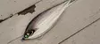 Ahrex SA292 Beast Fleye Long - Saltvattenkrokar - 655043956243 - 5