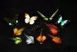Frödin Flies Butterfly Black & Silver - Tubflugor - 7340154606103 - 2
