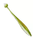 Illex Magic Finess Shad 13cm - Lappfiskarjiggar - 2612202313 - 3