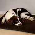 Swedteam Dog Mat 70x100cm Brown - Hundbäddar - 7330144050283 - 2