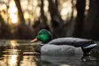 Zink Mallard Floater Decoys 6-pack - Lockande bilder / -diagram - 888151061183 - 3