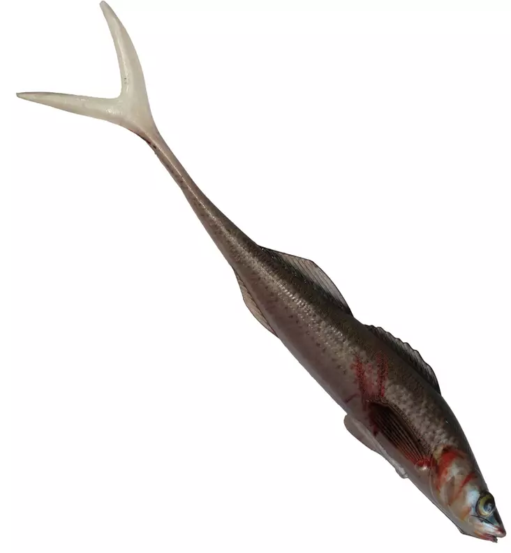 Jakki Kuha Aitokala Jigi 15cm - Lappfiskarjiggar - 22120251773 - 1