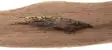 Ahrex NS156 Traditional Shrimp - Saltvattenkrokar - 655043954874 - 4
