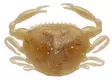 Berkley Gulp Saltwater Peeler Crab 2'' - Krabbjiggar och insektsimitationer - 26102024 - 2