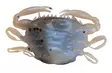 Berkley Gulp Saltwater Peeler Crab 2'' - Krabbjiggar och insektsimitationer - 26102024 - 3