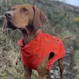 Finnero Sport Softshell - Hundjackor och -västar - 6438406009244 - 3
