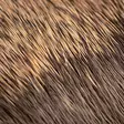 Hareline Comparadun Deer Hair - Kropphår - 7628200124444 - 3