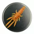 Microbite Decapod 5cm - Krabbjiggar och insektsimitationer - 34003000054 - 10