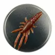 Microbite Decapod 5cm - Krabbjiggar och insektsimitationer - 34003000054 - 3