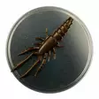 Microbite Decapod 5cm - Krabbjiggar och insektsimitationer - 34003000054 - 4