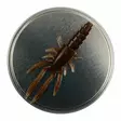 Microbite Decapod 5cm - Krabbjiggar och insektsimitationer - 34003000054 - 6