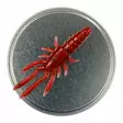 Microbite Decapod 5cm - Krabbjiggar och insektsimitationer - 34003000054 - 7